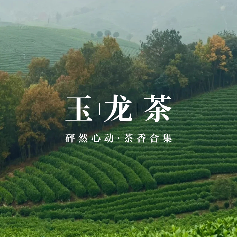 「茶香合集」玉龙茶香大吉岭茶白茶无极乌龙清新小众平替香水香氛