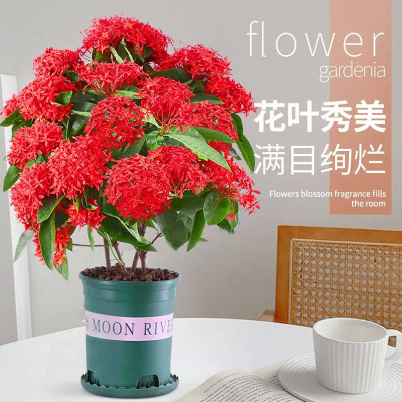 龙船花盆栽绣球花庭院阳台四季开花室内外花卉好养植物新网红绿植