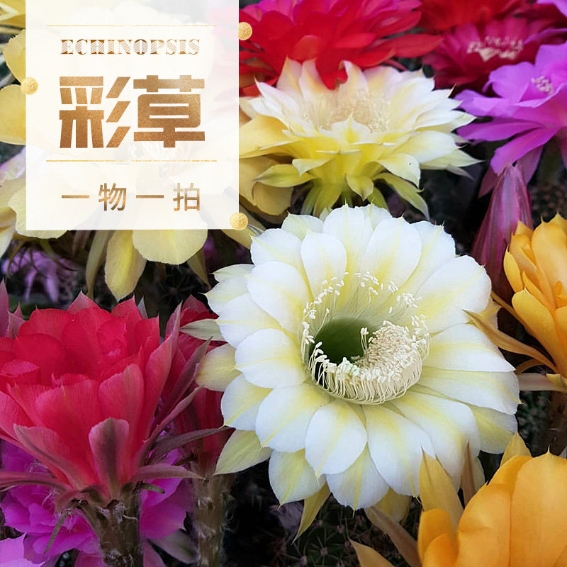 仙人球毛花柱飞碟实生开花毛花柱彩草金纽丽花卉盆栽大花盆栽开花