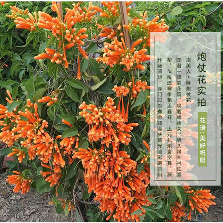 蚊虫炮仗花苗攀爬植物四季