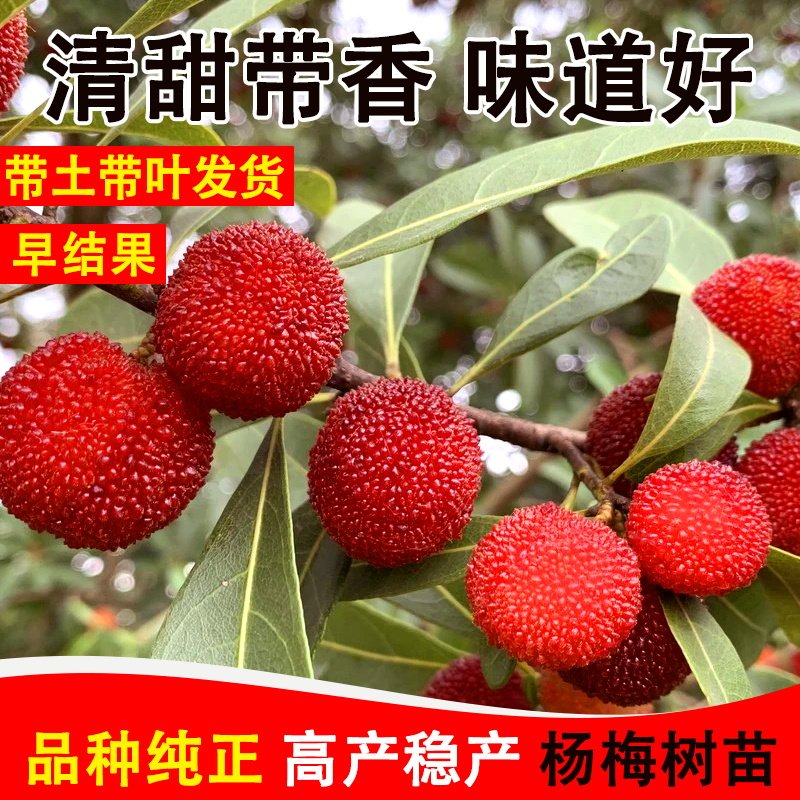 正宗黑炭东魁杨梅嫁接苗早熟大果树苗盆栽当年结果南北方四季种植