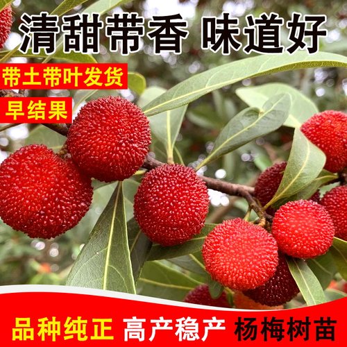 杨梅果树苗常绿嫁接杯苗、泥球苗