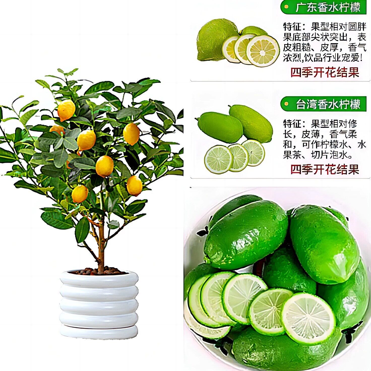 香水柠檬树苗室内盆栽易成活带花四季可结果可食用果苗手指大老桩