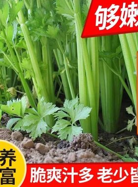 新鲜西芹大棵半叶西洋芹菜香芹蔬菜榨汁嫩心香芹代餐沙拉西餐