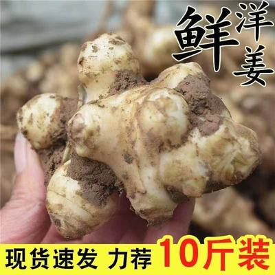 洋姜新鲜现挖野鬼子姜不辣农家蔬菜泡菜腌菜菊芋洋姜种子