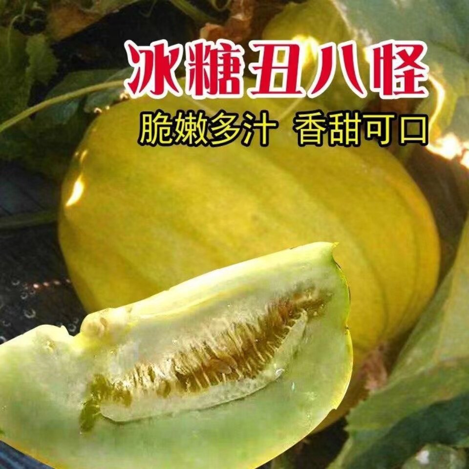 丑八怪香瓜农家本地甜瓜新鲜黄纹甜瓜