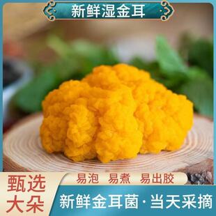 新鲜金耳 云南特产山珍金黄银耳黄木脑耳新鲜菌菇蘑菇现摘顺丰
