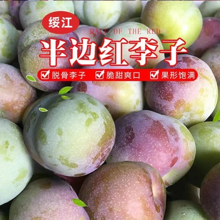半边红李子云南绥江脱骨李脆甜李青脆李现摘现发应季水果孕妇水果
