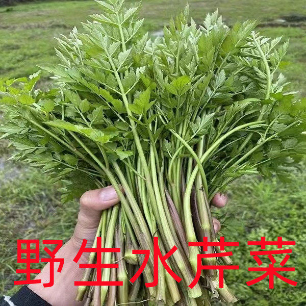 野生水芹菜2024现摘发货鲜嫩叶菜类