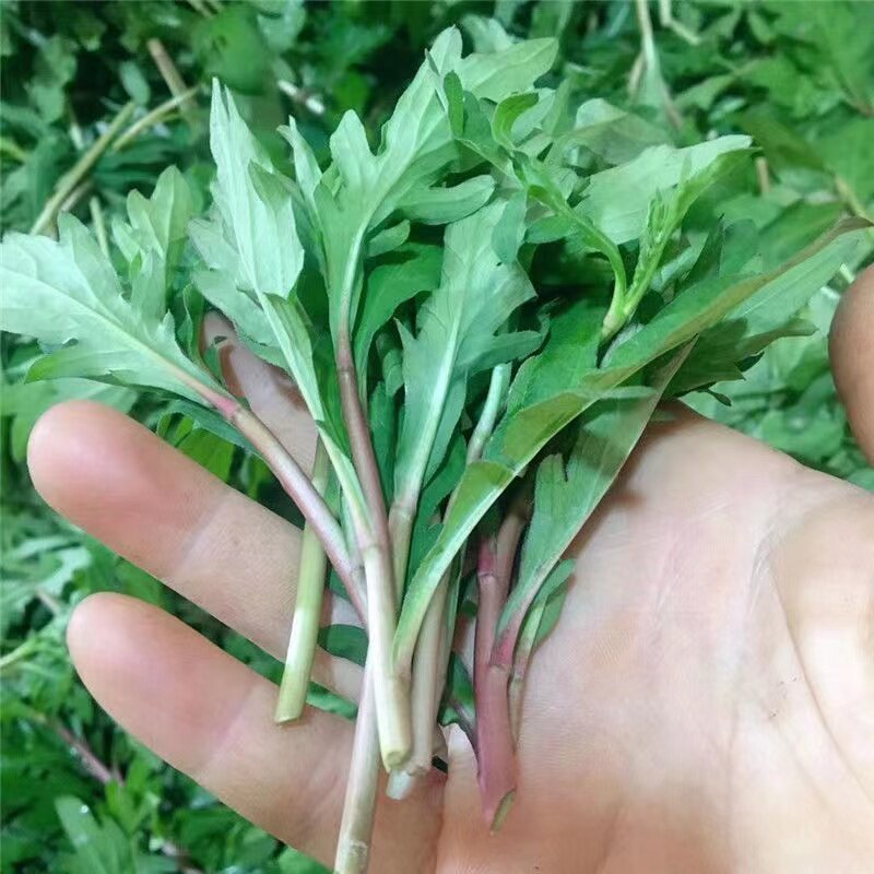 马兰头野生食用野菜鸡毛菜马齿苋路边菊鸡儿肠凉拌冷拼沙拉小食菜