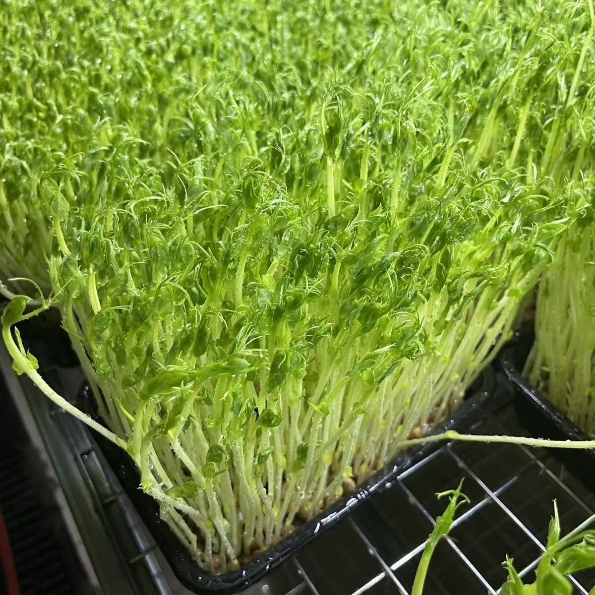 产地直发优质新鲜豌豆苗带根水培蔬菜火锅西餐食材沙拉摆盘聚餐