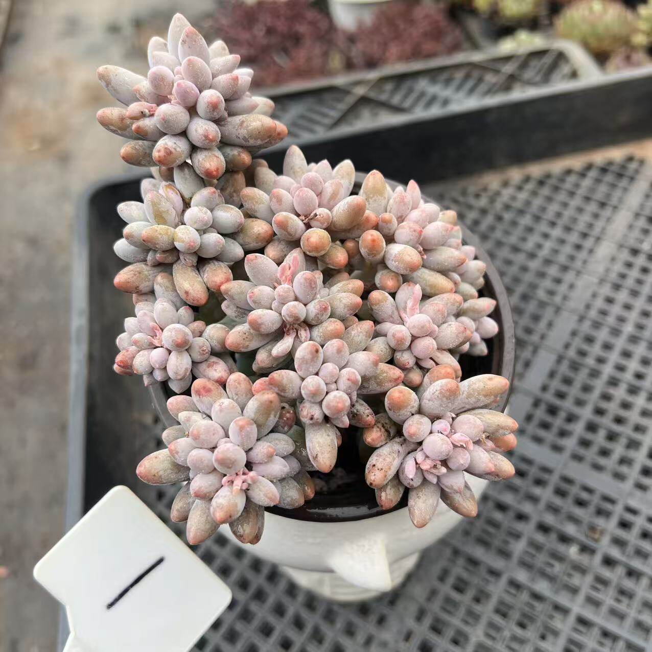 婴儿手指一物一拍整桩群生多肉植物云南精品阳台窗台绿植盆栽好养