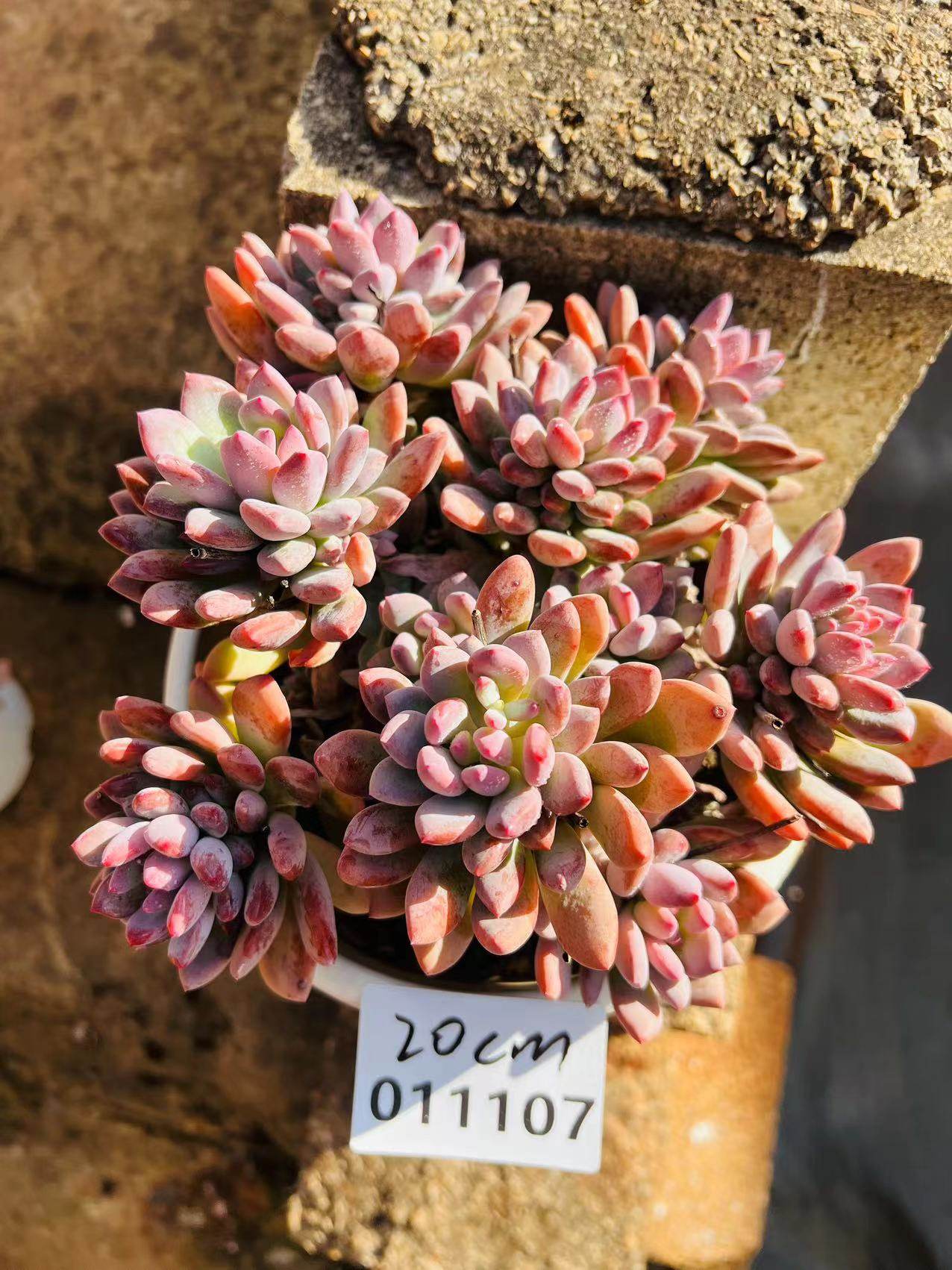 胭脂美人一物一拍 无砍老桩群 精品多肉植物室内阳台花卉绿植盆栽