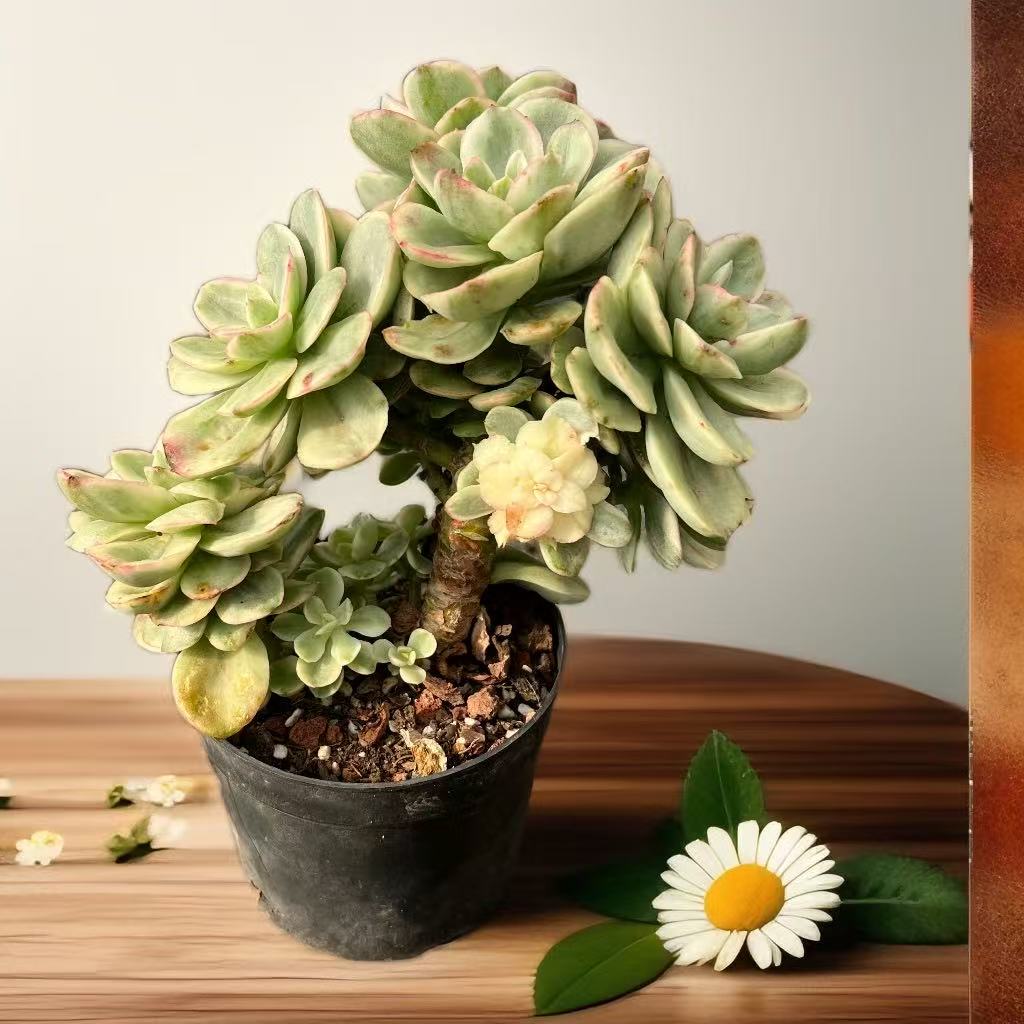 红梅自然锦一物一拍 周舟多肉整桩无砍老桩群生 云南植物窗台阳台