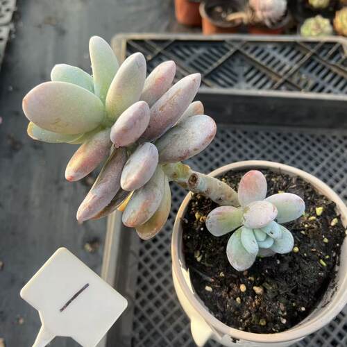 雪美人一物一拍带粉无砍群生多肉
