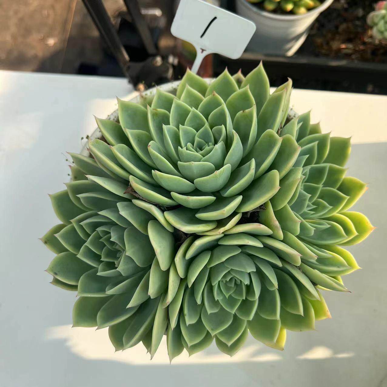三色堇一物一拍整装无砍老桩精品多肉植物绿植花卉盆栽阳台庭院