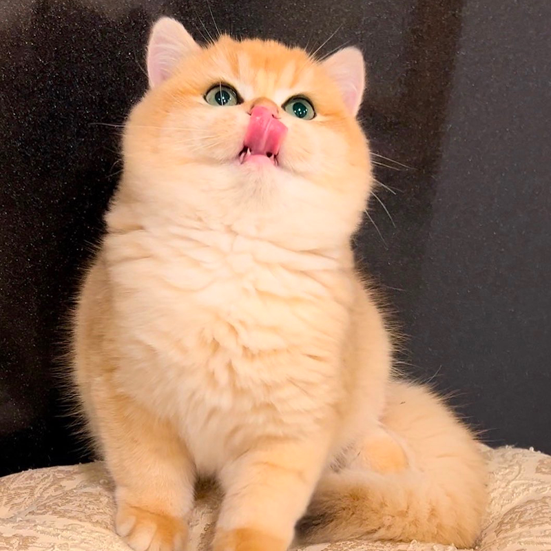 金渐层幼猫咪活物纯种蓝金英短长毛宠物小奶猫崽幼体家庭血统猫舍