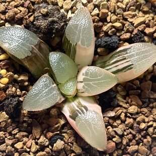 4网文克十二卷多肉植物带盆土发货