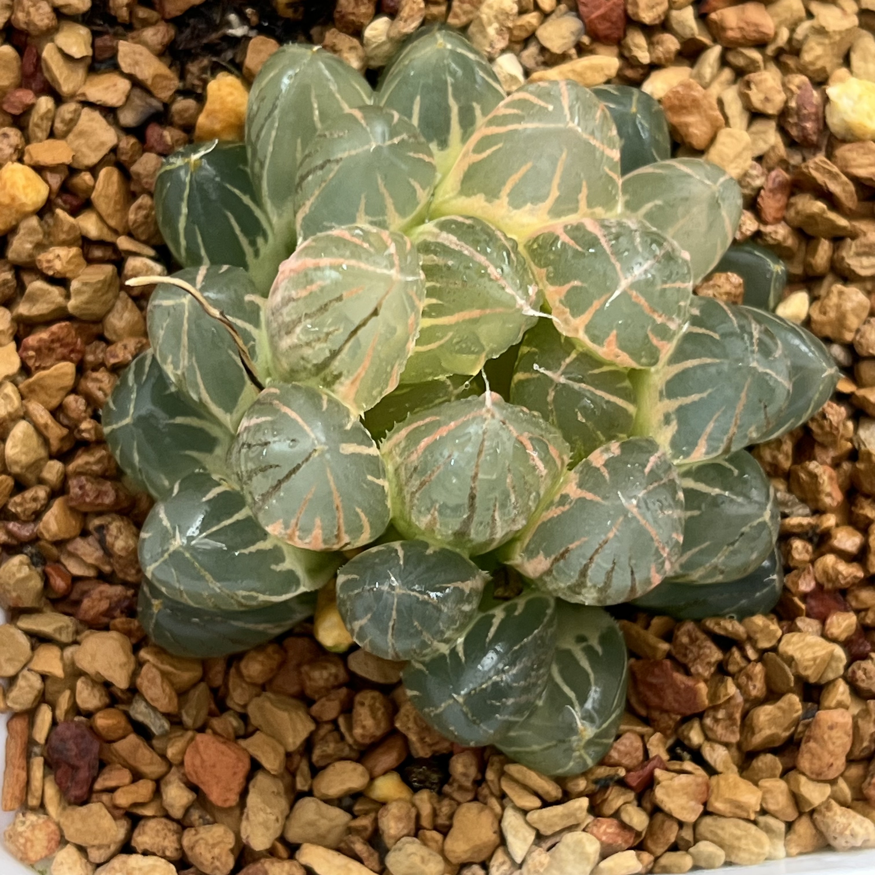 294霓虹灯玉露锦十二卷多肉植物带盆土发货