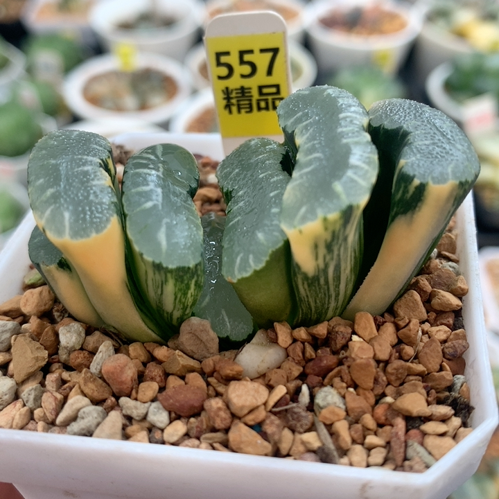 557玄武杂终极蓝