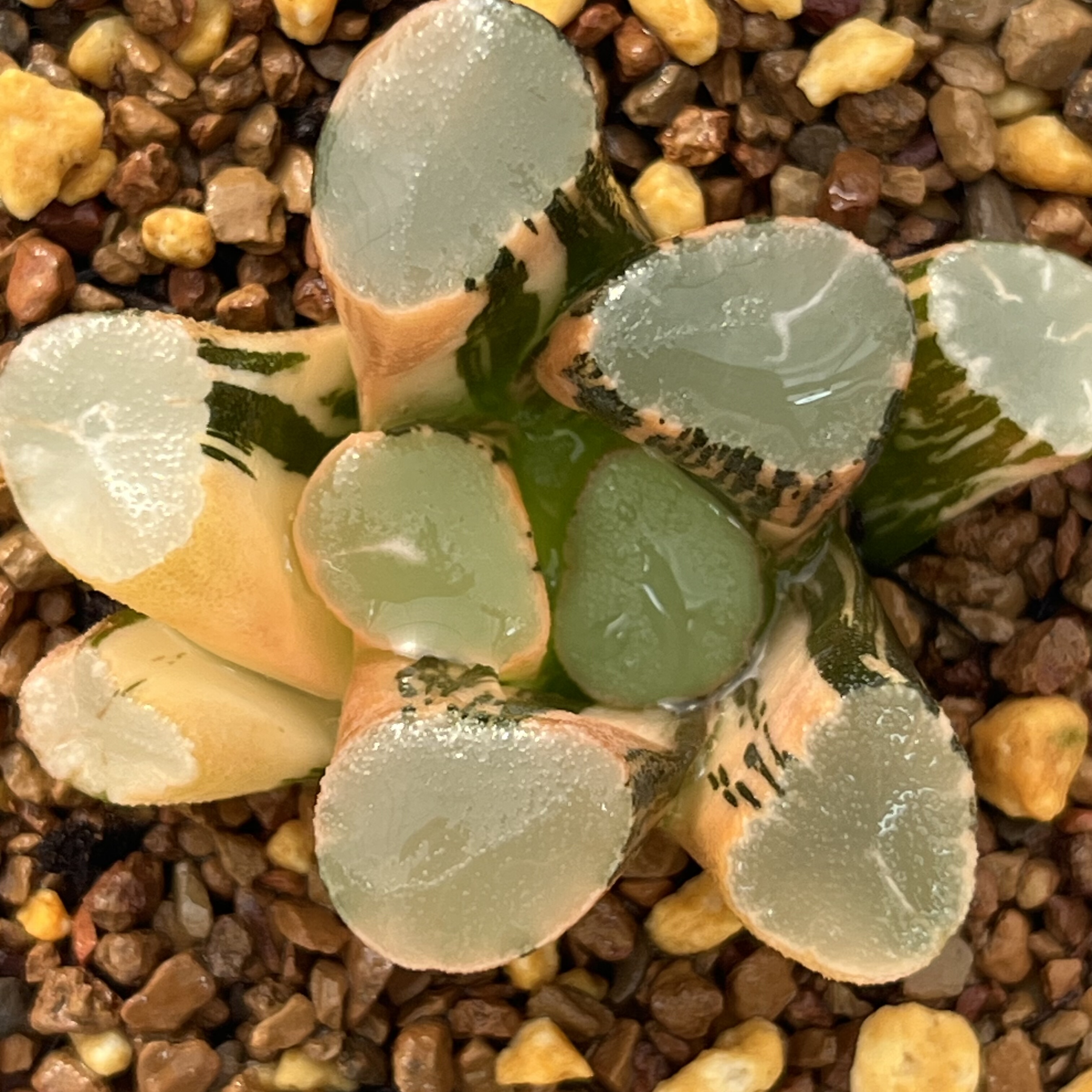 343望乡万象锦十二卷多肉植物带盆土发货