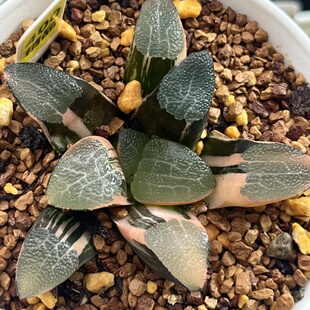 400网文克锦十二卷多肉植物带盆土发货