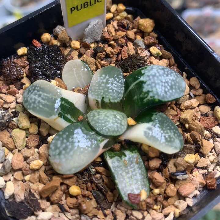 463点点