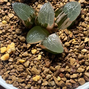 90网文克十二卷多肉植物带盆土发货