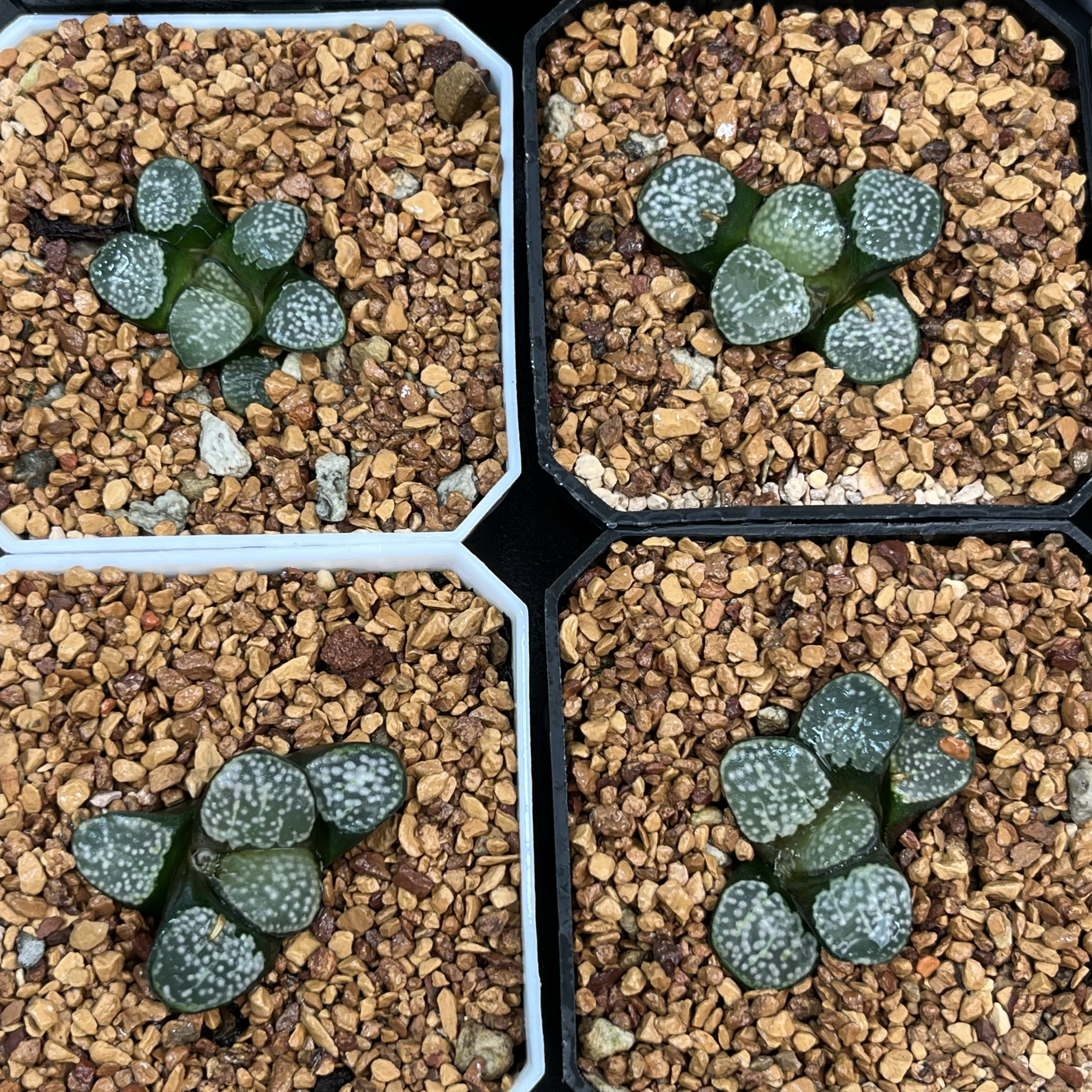 点点黑白寿带盆土发货一物一拍多肉十二卷