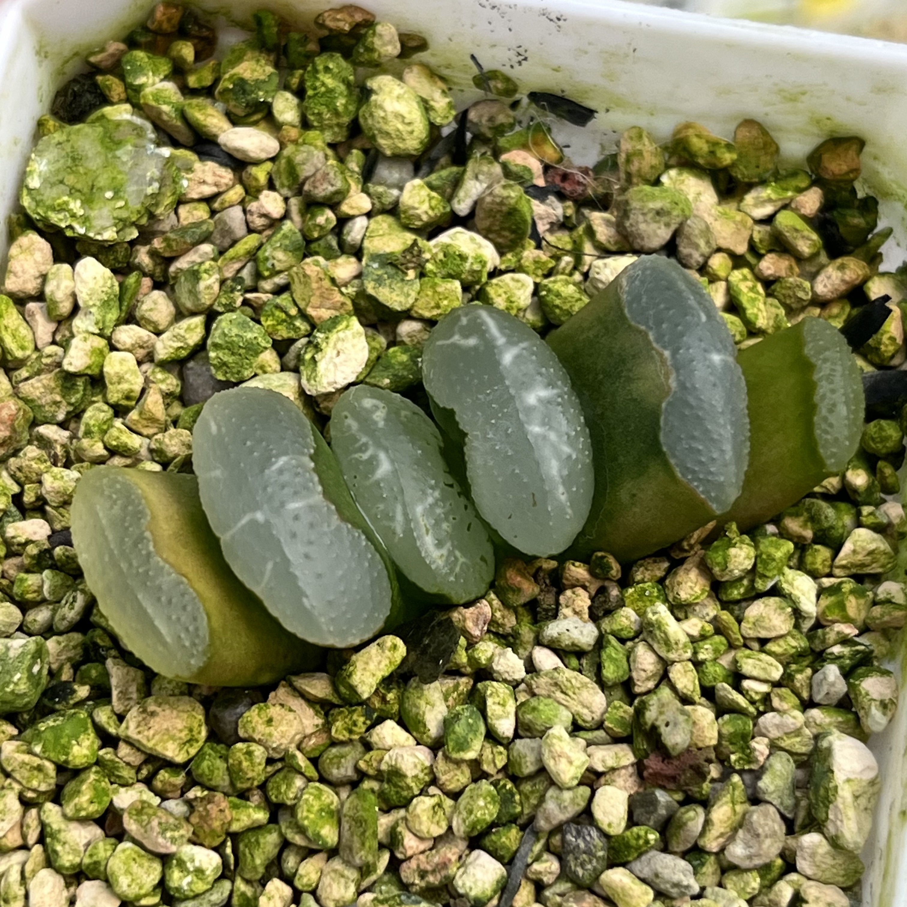 传奇蓝玉扇十二卷多肉植物带盆土发货