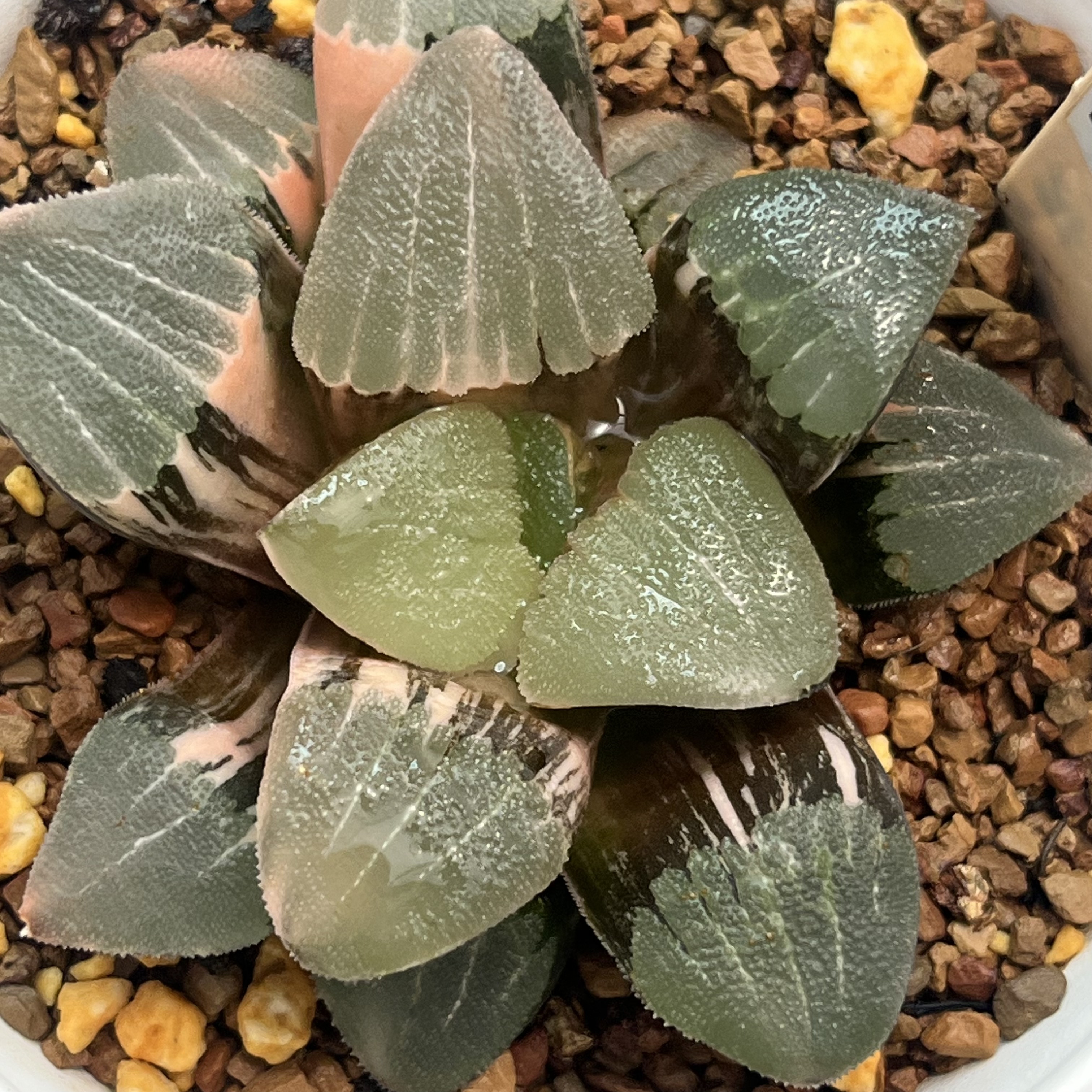 408号多肉锦十二卷多肉植物带盆土发货