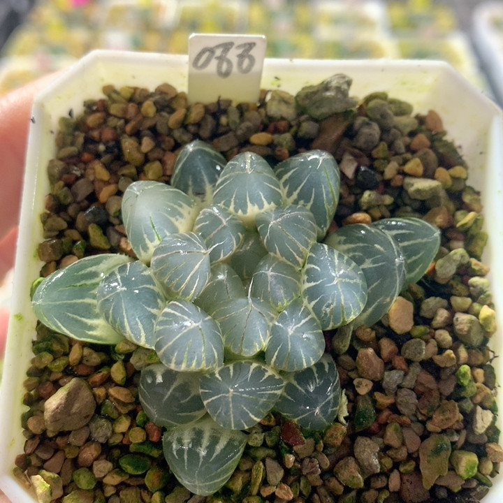 088白糊斑霓虹灯,鲜花速递/花卉仿真/绿植园艺,多肉植物,淘宝优惠券,粉丝福利购,淘宝优惠卷