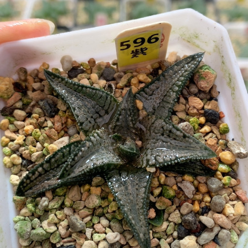 596银狼蛛