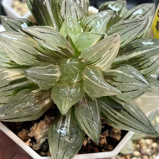 663西瓜寿锦十二卷多肉植物带盆土发货