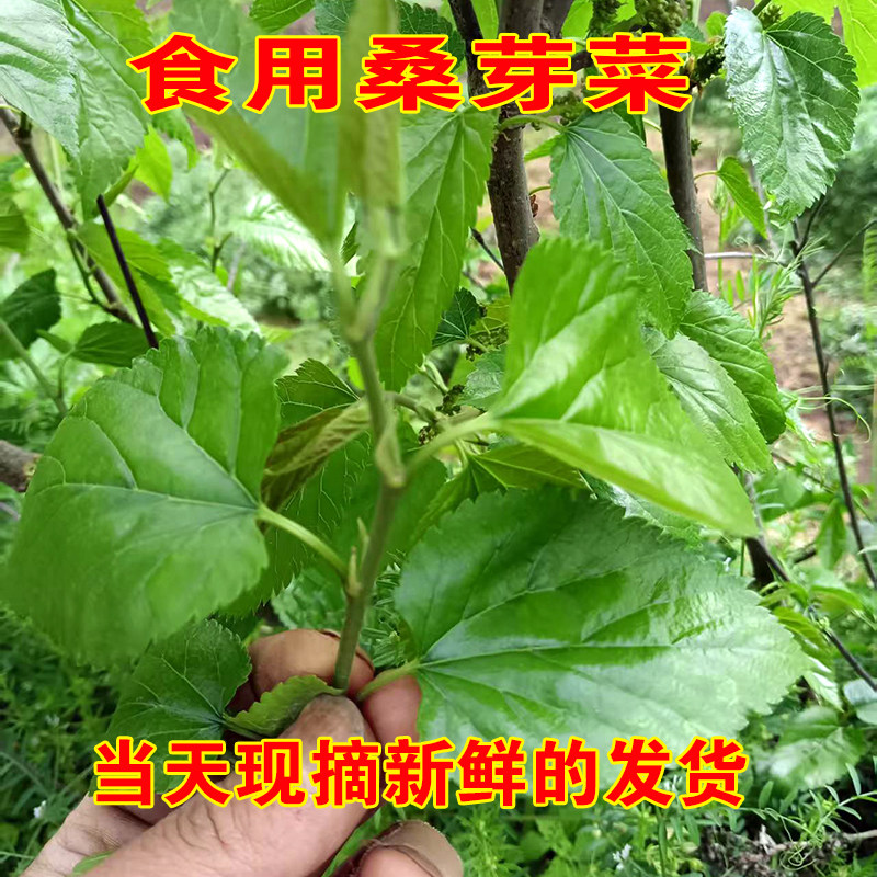 重庆发货新鲜桑叶嫩现摘食用露天桑树叶蚕宝宝饲料小叶鲜嫩泡茶喝