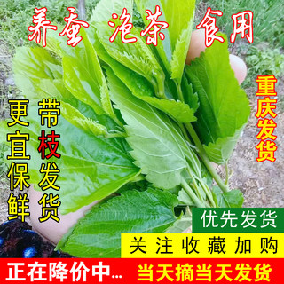 重庆发货四川新鲜桑叶嫩食用代用茶学生喂蚕小宝宝饲料500g现摘叶