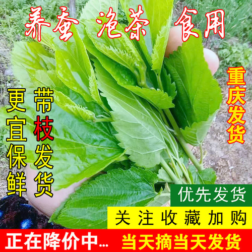重庆发货四川新鲜桑叶嫩食用代用茶学生喂养蚕小宝宝饲料现摘蚕叶