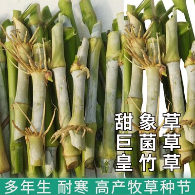 无毛甜象草3号种节巨菌草皇竹草四季多年生牧草种子高产量喂牛羊