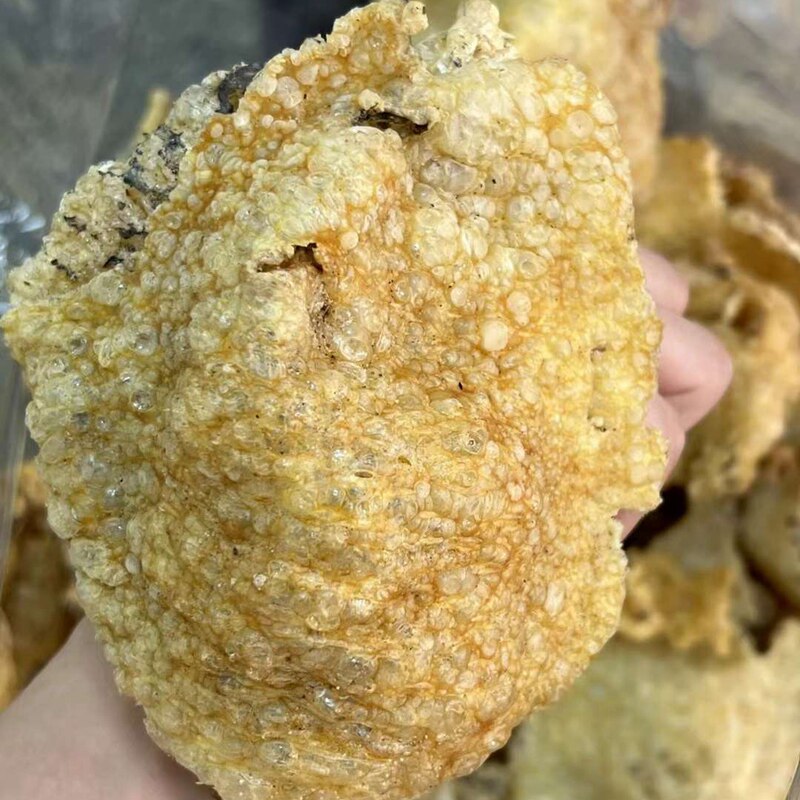盐爆刺龟皮奕承无刺煲汤材料