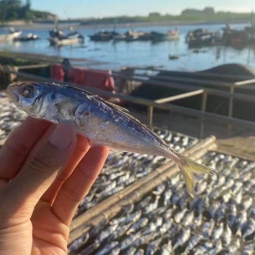 淡晒带头巴浪鱼干即食阳江特产