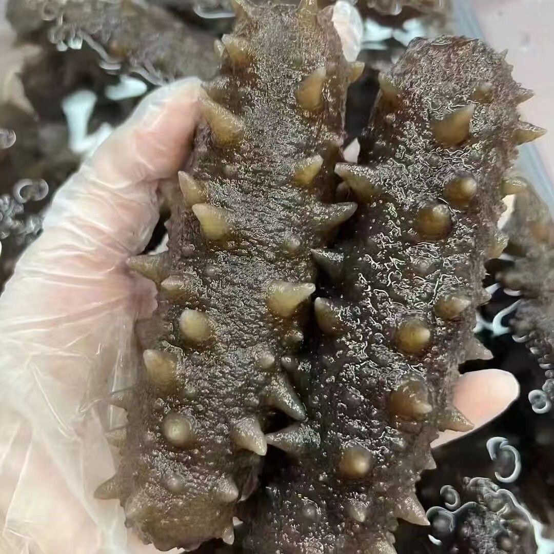 大连8A深海纯淡干辽刺参海参干货