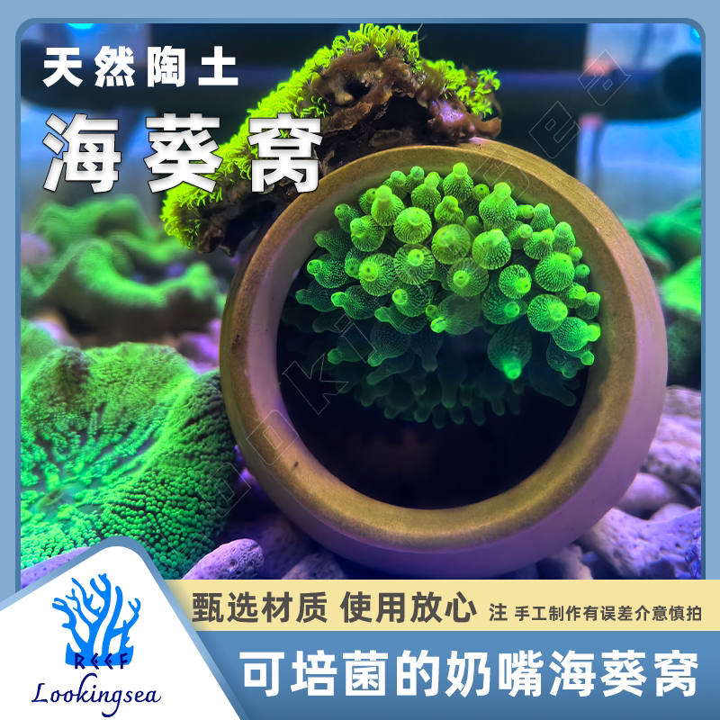 陶瓷奶嘴窝罐罐窝迷你装饰异型洞奶嘴地毯海葵窝防逃跑窝净化水质图片