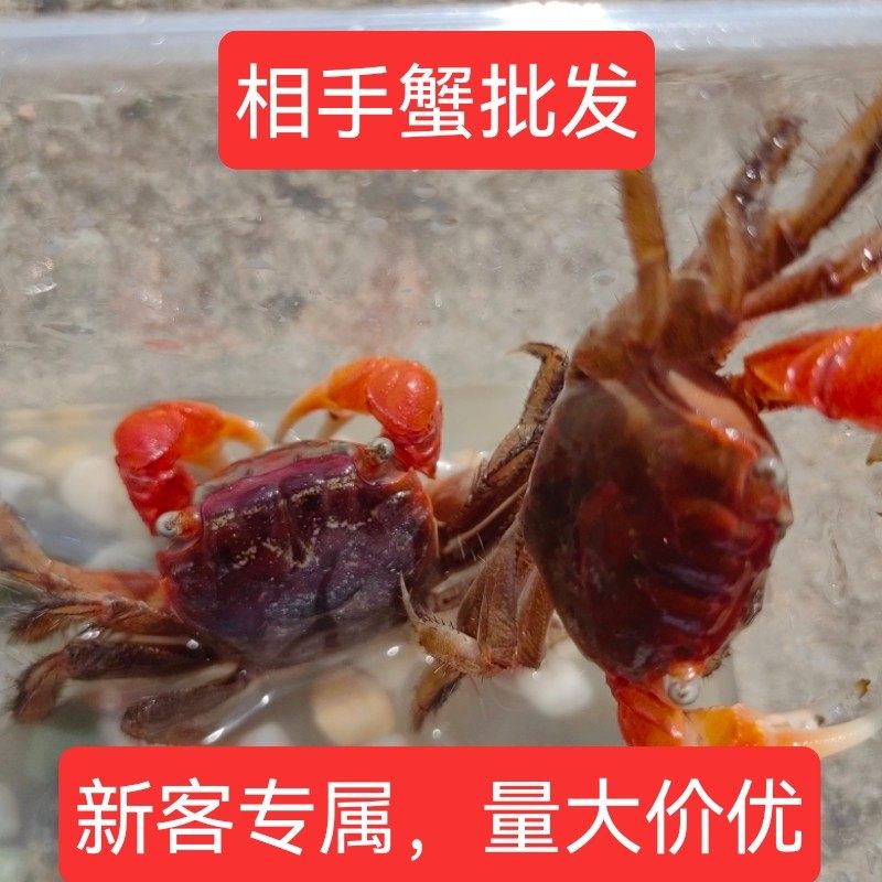 相手蟹淡水观赏螃蟹宠物除藻清洁鱼缸工具蟹活体相守蟹摆摊批发,宠物/宠物食品及用品,蟹,淘宝优惠券,粉丝福利购,淘宝优惠卷
