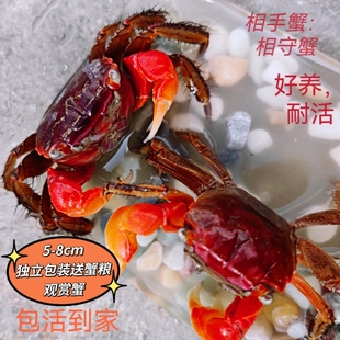 螃蟹宠物相手蟹大号相手蟹活体相手蟹饲养盒整套宠物蟹观赏蟹爬宠