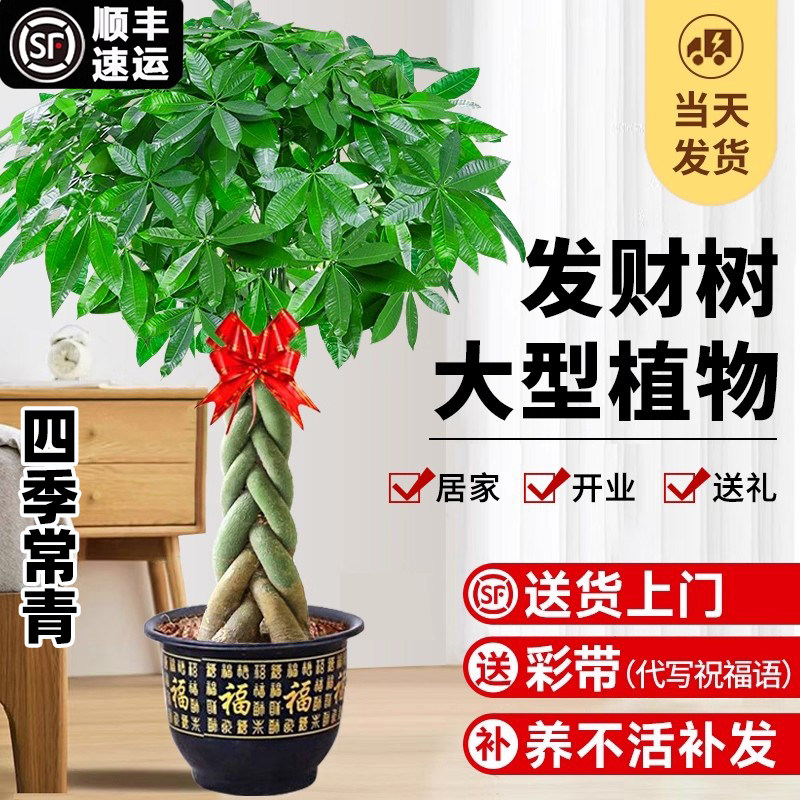 发财树盆栽大棵室内摆客厅大型步步高招财树绿植物办公室乔迁开业