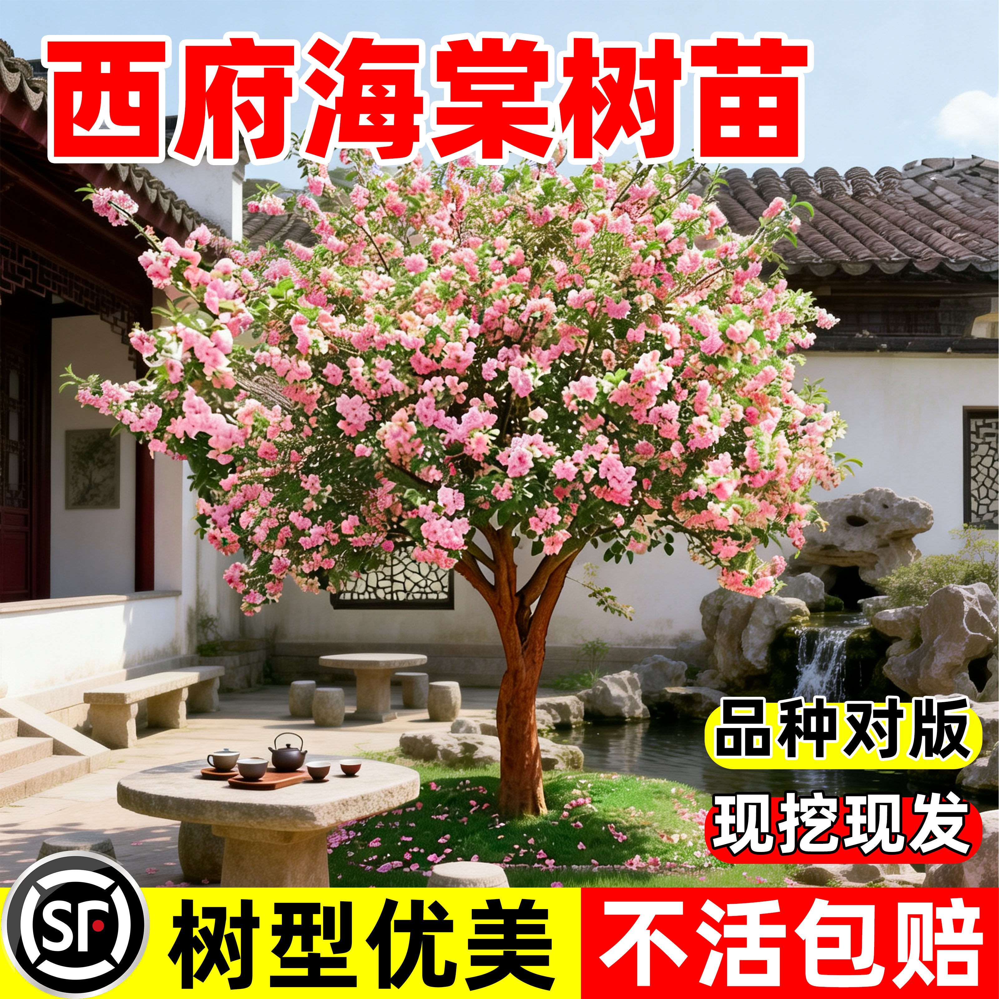 西府海棠树苗庭院地栽高杆垂丝海棠花四季开花耐寒植物南北方种植图片