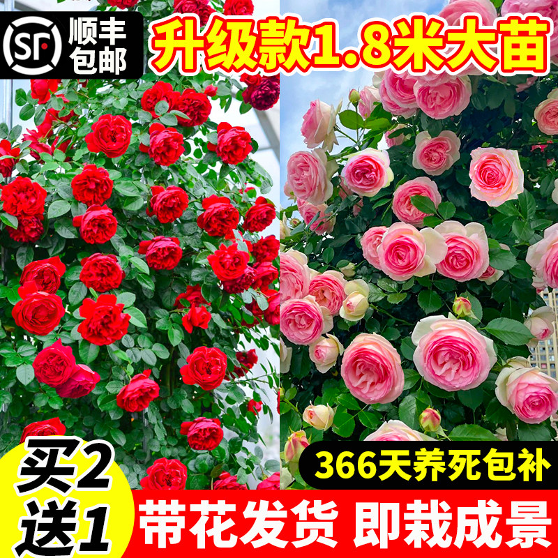 【1米8大苗】蔷薇花苗爬藤四季开花庭院藤本月季花卉植物盆栽玫瑰
