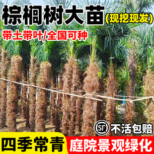 四季常青棕榈树苗扇子苗热带棕树苗别墅庭院大型植物盆栽苗木绿化