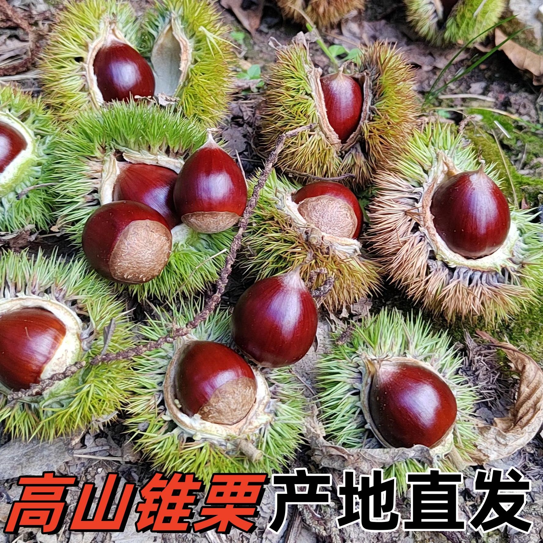 闽北2025新鲜正宗建瓯松溪政和锥栗油栗子农家现摘锥形栗子小毛栗