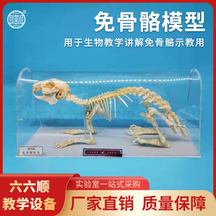 兔骨骼标本J43106 中学生物教学模型 生物标本教学仪器